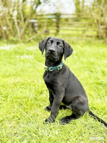 Soft Corduroy Fibric Dog Collar with High Grade Metal Buckle, for Small Dogs.(Green,Small:10-15")
