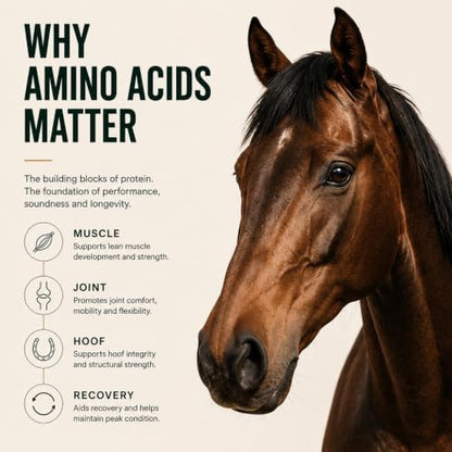 100-Day Supply Horse Joint Supplement Powder - 8 Amino Acids with MSM, Glucosamine & Vitamin E for Muscle, Hoof, Mobility & Recovery - Coat Defense & Weight Gain Supplement, Apple Flavor, 1 Pack