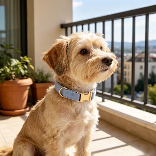 Sky Blue Soft Corduroy Dog Collar with Gold Metal Buckle, Adjustable Soft Pet Collar for Small Dogs, Comfortable & Durable(Sky Blue,Small:10-15")