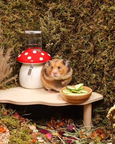Niteangel Hamster Snack & Treats Toy: Freeze-Dried Zucchini & No Additive