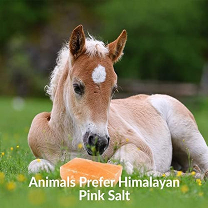 Licking Salt for Horse, 100% Pure Himalayan Pink Salt Chunks, 6 LBS, Animal Feed Salt Chunks, Horse Salt Licks, Natural Mineral Salt - Pack of 2