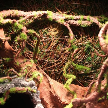 BNOSDM Reptile Bend-A-Branch Vines with Moss,Bendable Reptile Jungle Vines,Bearded Dragon Climbing Plants Tank Accessories,Pet Habitat Decor for Chameleon Geckos Snakes Lizards Frogs