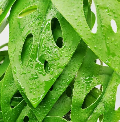 Fake Reptile Plants for Terrarium,Hanging Plant with Suction Cup