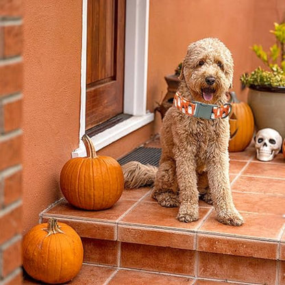 Dog Collars, Halloween Pet Collars Fall Dog Orange Ghost Print Pet Durable Metal Collar Cute Boy Girl Dog Collars Adjustable Puppy Collar for X-Small Dogs