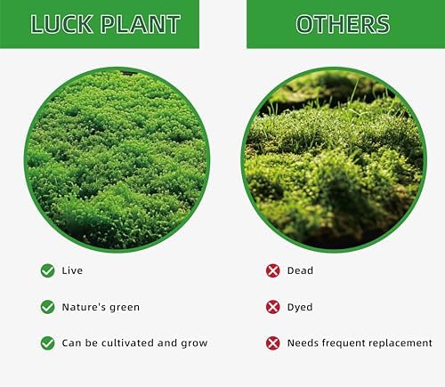 LUCKYRUNES Live Moss for Terrarium Bedding & Reptile Enclosures