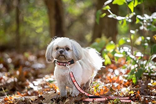 NCAA PET String, Large, Nebraska Cornhuskers, Dog String, Shiny & Colorful String for Dogs & Cats Licensed by The NCAA, Old Version