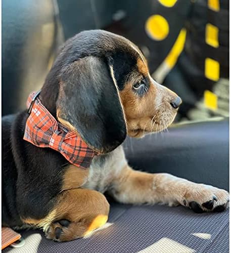 Lionheart glory Halloween Holiday Dog Collar Adjustable Soft Dog Collar with Bowtie, Pet Gift Dog Collars Bow for Small Medium Large Dogs