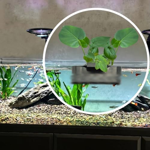 Aquarium Plant Holder,Fish Tank Plant Holder,Aquarium lid Clips,Aquarium Plant Pot,Hydroponic Fish Tank Planter, Aquatic Plant Cup for Aquascape Decorations (Transparent, 1PCS Rimless)