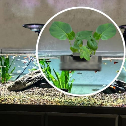 Aquarium Plant Holder,Fish Tank Plant Holder,Aquarium lid Clips,Aquarium Plant Pot,Hydroponic Fish Tank Planter, Aquatic Plant Cup for Aquascape Decorations (Transparent, 1PCS Rimless)