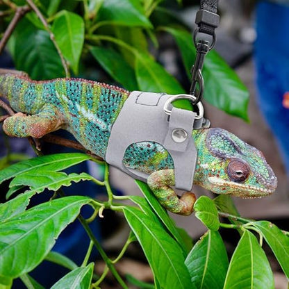 3PCS Bearded Dragon Harness and Leash Set | 3 Size Adjustable Reptile Leash