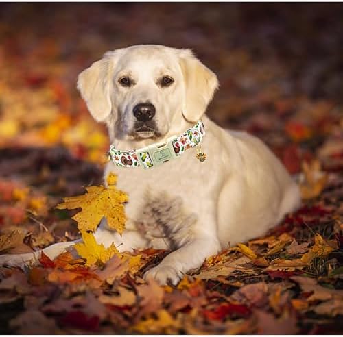 Lionheart glory Turkey Dog Collar, Thanksgining Day Dogs Collar Adjustable Soft Comfortable Collars for Small Dogs Girl or Boy Pet Gift Fall Cute Collar Quick Release Plastic Buckle