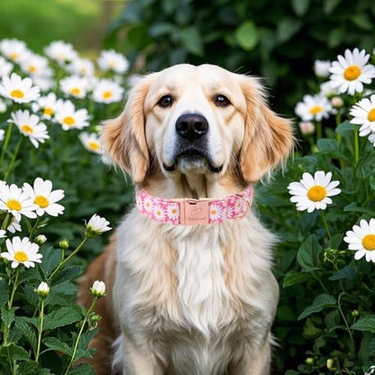 Pink Daisy Dog Collar, Cute Spring Flower Female Pet Collar with Metal Buckle, Soft Adjustable Designer Dog Collars for Small Medium Large Dogs S