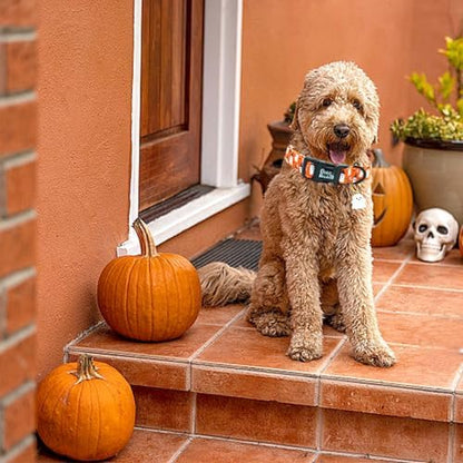 Halloween Dog Collar-Orange Ghost Print Pet Collar Fall Adjustable Cute Soft Collars Holiday Comfortable Lightweight Quick-Release Buckle Puppy Collars for X-Small Dogs