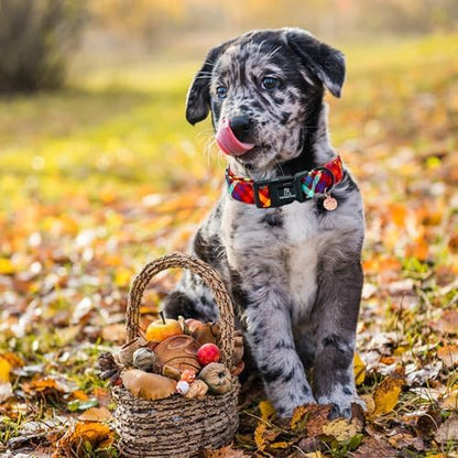 Lionheart glory Fall Plaid Dog Collar-Cute Orange Dog Collars with Plastic Buckle Duty Soft Adjustable Collar for Small Dogs Girls Boys Collars Party Pet Gift