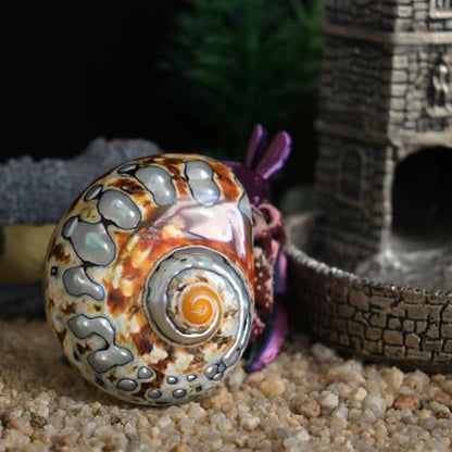 2pcs Hermit Crab Shells Large, Big Size Opening 1.3-1.9" Natural Sea Conch