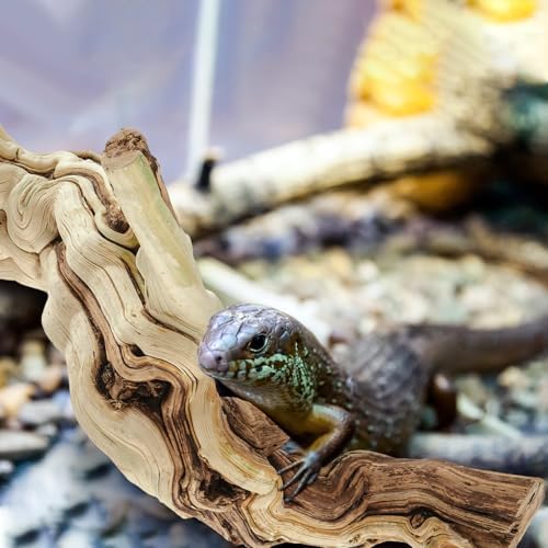 Janinka 22-24" Large Reptile Driftwood Branch for Bearded Dragon Gecko
