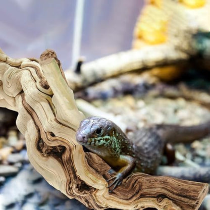 Janinka 10-12" Large Reptile Driftwood Branch for Bearded Dragon Gecko