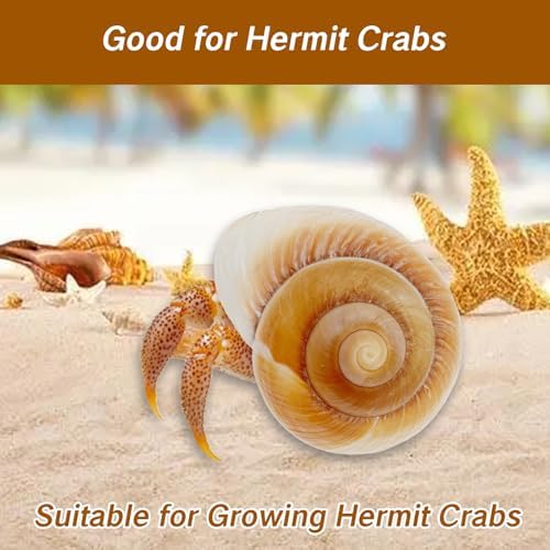 NIIIYTYB Large Hermit Crab Shells Extra Shells 2.7~3.5 Inch Big Empty Natural Sea Conch for Crabs Ideal Hermit Crab Supplies for Shell Changing and Habitat Enrichment
