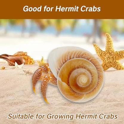 NIIIYTYB Large Hermit Crab Shells Extra Shells 2.7~3.5 Inch Big Empty Natural Sea Conch for Crabs Ideal Hermit Crab Supplies for Shell Changing and Habitat Enrichment