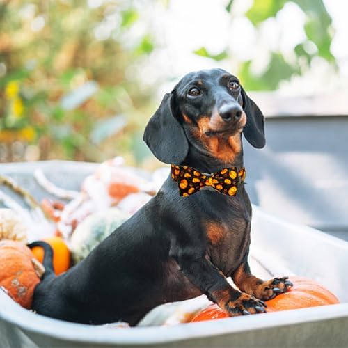 Elegant little tail Fall Dog Collar, Halloween Pet Collars with Bow Cute Pumpkin Print Puppy Collar Female or Male Cotton Adjustable Collars for Small Medium Large Dogs