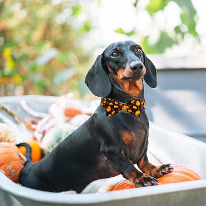 Elegant little tail Fall Dog Collar, Halloween Pet Collars with Bow Cute Pumpkin Print Puppy Collar Female or Male Cotton Adjustable Collars for Small Medium Large Dogs
