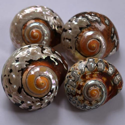 2pcs Hermit Crab Shells Large, Big Size Opening 1.3-1.9" Natural Sea Conch
