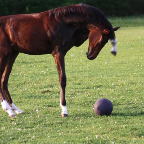 Horsemen's Pride 10 in Jolly Ball Horse Toy, Light Purple