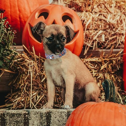 Halloween Dog Collar for Large Dogs - Cute Halloween Ghost Pumpkin Dog Collars, Adjustable Heavy Duty Pet Holiday Collar with Metal Buckle XL