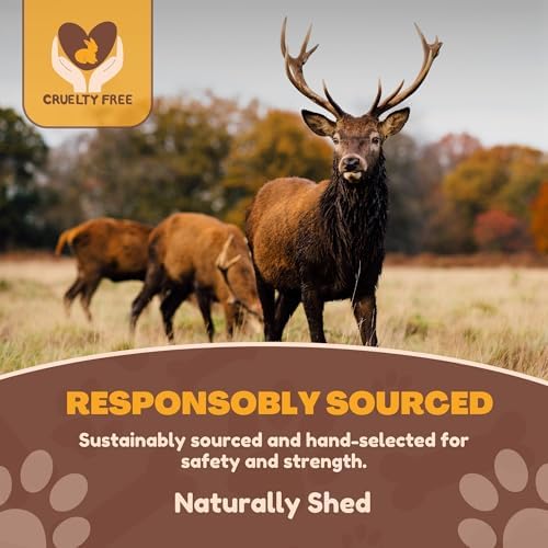 WhiteTail Naturals XL Whole Deer Antler for Extra Large Dogs - 7-8"
