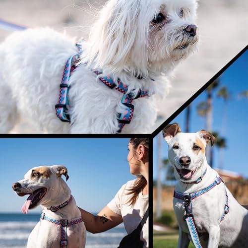 Wolfgang Martingale Dog Collar Buenaonda Print Small