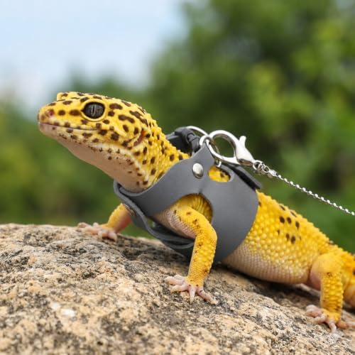 3 Pack Bearded Dragon Leash and Harness Set