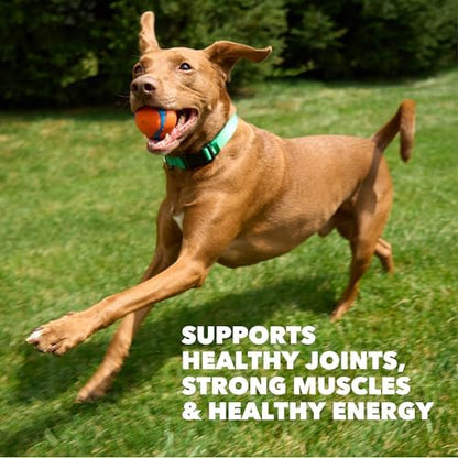 IAMS Proactive Health High Protein Dry Dog Food, Chicken & Beef, 5 lb