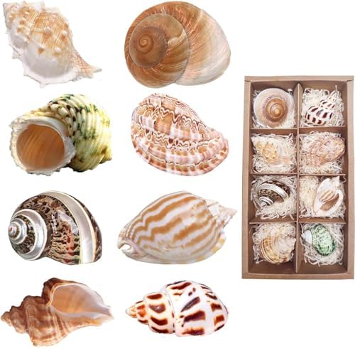 SINKOO 8PCS Hermit Crab Shells Medium to Large, Natural Sea Conch 2.3"-3.5"