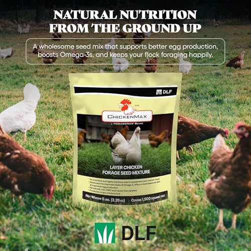 DLF Chicken Max – Forage Seed Mixture for Chickens, Poultry, and Farms – Layer Mix with Clover, Ryegrass, Buckwheat, and Flax – High-Protein Feed for Laying Hens, Chicks, and Coops – 5LB Bag