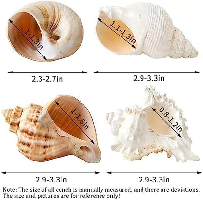 QICQDRAM 4PCS Hermit Crab Shells 2~3.5'' Large 1~1.5'' Opening Seashells