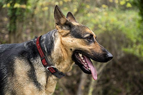Pets First NFL Tampa Bay Buccaneers Licensed PET COLLAR, Extra Large - Heavy-Duty, Strong, and Durable Dog Collar. Available in 31 Football Teams and 4 Sizes
