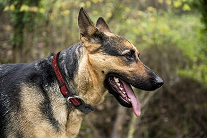 Pets First NFL Tampa Bay Buccaneers Licensed PET COLLAR, Extra Large - Heavy-Duty, Strong, and Durable Dog Collar. Available in 31 Football Teams and 4 Sizes