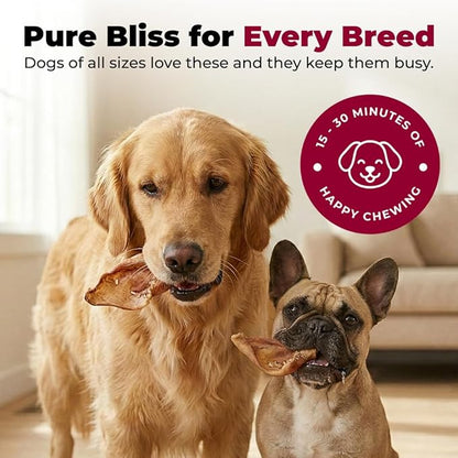 Best Pet Supplies GigaBite Whole Pig Ears for Dogs - All-Natural Slow-Roasted Chews That Clean Teeth and Satisfy Aggressive Chewers - 80 Pack for Large Dogs