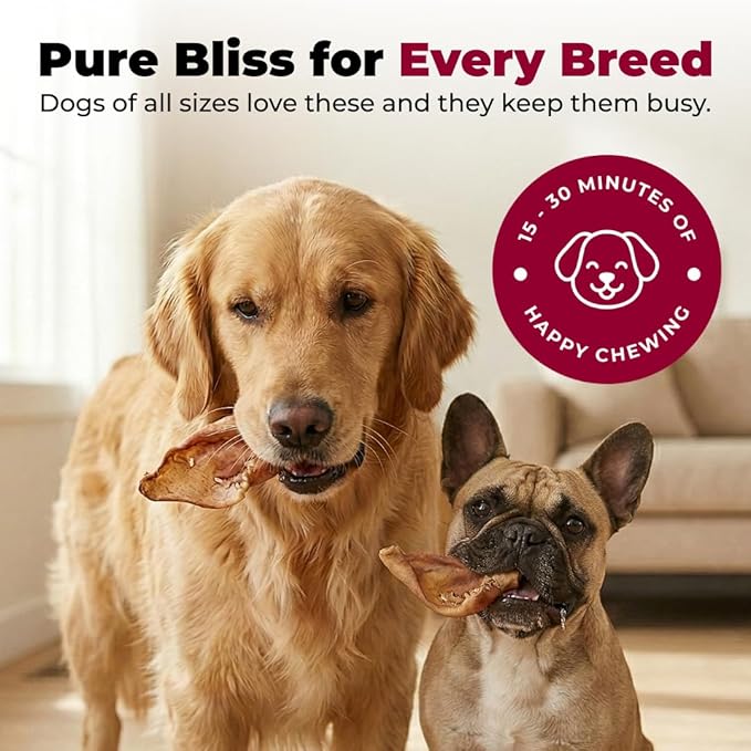 Best Pet Supplies GigaBite Whole Pig Ears for Dogs - All-Natural Slow-Roasted Chews That Clean Teeth and Satisfy Aggressive Chewers - 60 Pack for Large Dogs