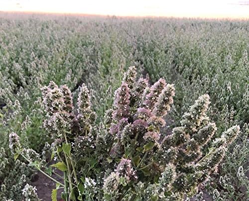 from The Field | Jacques Le Sock Hemp Cat Toy | Catnip & Silver Vine