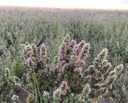 from The Field | Jacques Le Sock Hemp Cat Toy | Catnip & Silver Vine