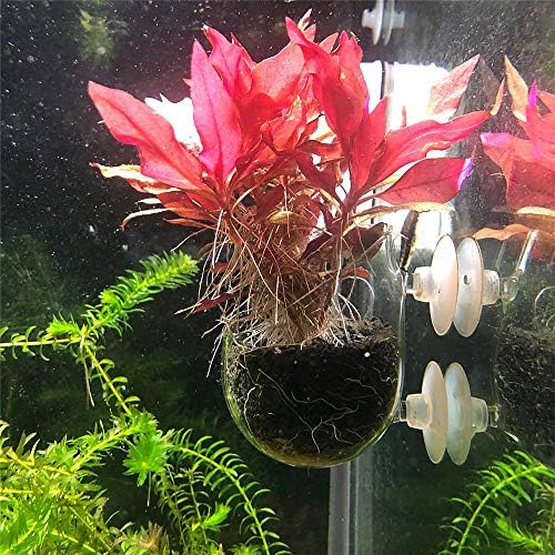 Aquatic Plant Holders Bonsai Pots Clear Aquarium Tanks Bare-Bottom Tanks Shrimp Glass Pots Fish Tanks with 2 Suckers for Home Fish Aquarium Furniture Decor 2 Pcs