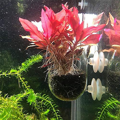Aquatic Plant Holders Bonsai Pots Clear Aquarium Tanks Bare-Bottom Tanks Shrimp Glass Pots Fish Tanks with 2 Suckers for Home Fish Aquarium Furniture Decor 2 Pcs