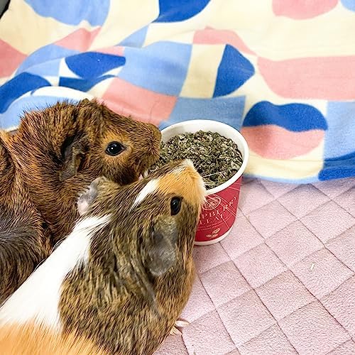 GuineaDad Organic Guinea Pig Herbal Treats - Guinea Pig Food with Convenient Packaging - Raspberry Leaf Flavor - 16 fl. oz - Guinea Pig Treats Help with Bonding - High in Nutrition and Fiber - Large