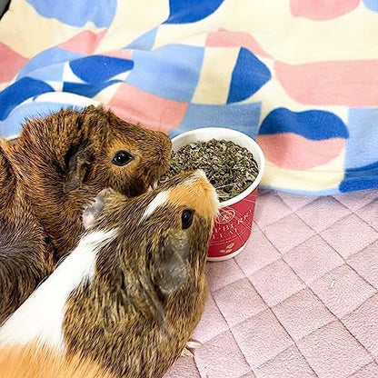 GuineaDad Organic Guinea Pig Herbal Treats - Guinea Pig Food with Convenient Packaging - Raspberry Leaf Flavor - 10 fl. oz - Guinea Pig Treats Help with Bonding - High in Nutrition and Fiber- Small
