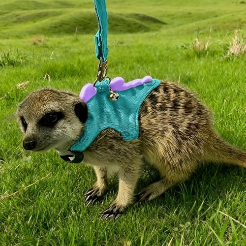 Small Animal Harness and Leash Set, Adjustable Escape Proof Ferret Harness Vest for Adult Ferret, Meerkat, King Squirrel & Fancy Rat, Soft Comfortable Pet Walking Harness with Leash