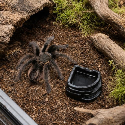 6 Pcs Spider Micro Water Bowls, Mini Resin Dish for Tarantula, Spider, Millipede and Tiny Reptiles, Food/Water Dish for Enclosure Accessories (Small: 1.01" D, 0.39" H)