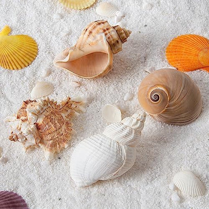 QICQDRAM 4PCS Hermit Crab Shells 2~3.5'' Large 1~1.5'' Opening Seashells