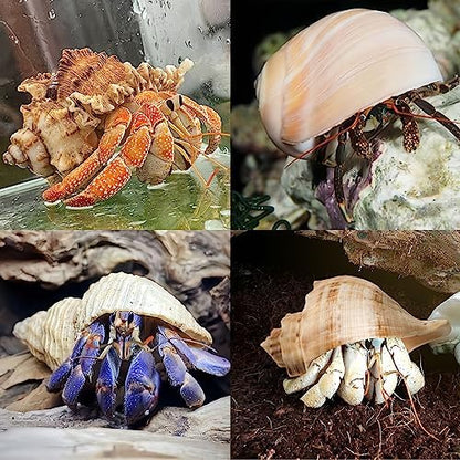 QICQDRAM 4PCS Hermit Crab Shells 2~3.5'' Large 1~1.5'' Opening Seashells
