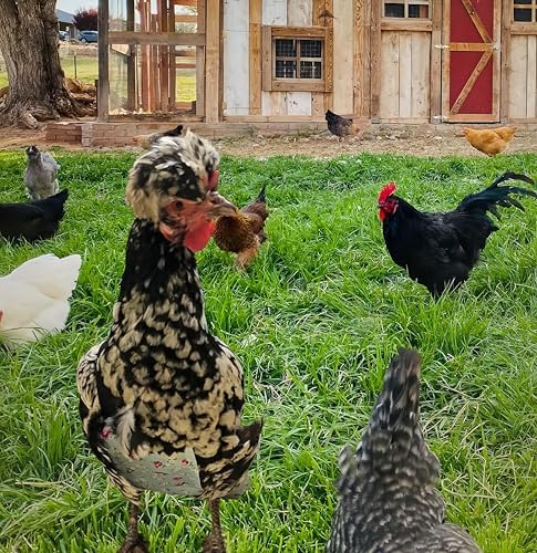 2 Pack Chicken Diapers for Hens, Roosters, Diapers for Ducks, Ducklings, Reusable Pet Diaper with Bow Ties Waterproof Poultry Nappies Pet Clothes for Geese Pet Ducks-Camouflage&Star,S